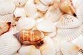 Cockleshells Royalty Free Stock Photo