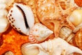 Cockleshells Royalty Free Stock Photo