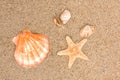 Cockleshells on sea sand