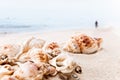 Cockleshells on sea sand Royalty Free Stock Photo