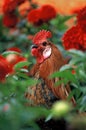 Cockrel flowers