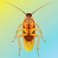 Cockroach Royalty Free Stock Photo
