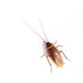 Cockroach