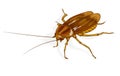 Cockroach.