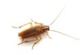 Cockroach Royalty Free Stock Photo