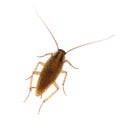 Cockroach Royalty Free Stock Photo