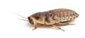 Cockroach against white background