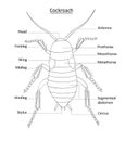 Cockroach anatomy- line art with labels on white