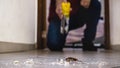 Cockroach being killed indoors, aerosol poison spray, insect infestation, insect detection