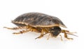 Cockroach - Blaptica dubia