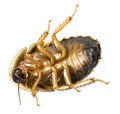 Cockroach - Blaptica dubia Royalty Free Stock Photo