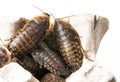 Cockroach - Blaptica dubia