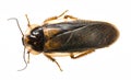 Cockroach - Blaptica dubia