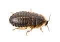 Cockroach - Blaptica dubia