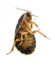 Cockroach - Blaptica dubia Royalty Free Stock Photo