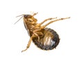 Cockroach - Blaptica dubia Royalty Free Stock Photo