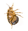 Cockroach - Blaptica dubia