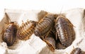 Cockroach - Blaptica dubia