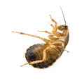 Cockroach - Blaptica dubia