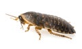 Cockroach - Blaptica dubia