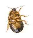 Cockroach - Blaptica dubia