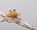 Cockroach - Blatella germanica on twig Royalty Free Stock Photo