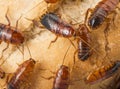 Cockroach - Blatta lateralis