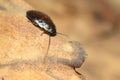 Cockroach - Blatta rhombifolia