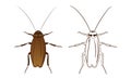 Cockroach or Blattodea Vector