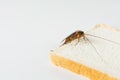 Cockroach on bread isolated on white background. Royalty Free Stock Photo