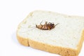 Cockroach on bread on isolated white background Royalty Free Stock Photo