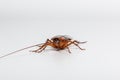 Cockroach brown with antennae Royalty Free Stock Photo