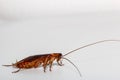 Cockroach brown with antennae Royalty Free Stock Photo