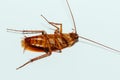 Cockroach brown with antennae Royalty Free Stock Photo