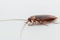 Cockroach brown
