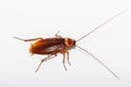 Cockroach brown Royalty Free Stock Photo