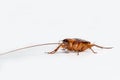Cockroach brown on isolated white background Royalty Free Stock Photo