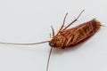 Cockroach brown Royalty Free Stock Photo