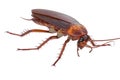 Cockroach bug beetle