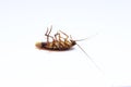 Cockroach bug pest control dead insect Royalty Free Stock Photo