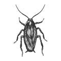 Cockroach bug sketch engraving vector