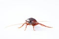 Cockroach bug on white background Royalty Free Stock Photo