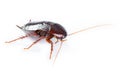 Cockroach bug on white background Royalty Free Stock Photo