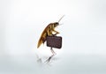 Cockroach business briefcase ,whitebackground