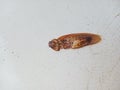 The remaining cockroach carcasses are eaten by ants