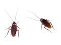 Cockroach carrier pathogens Royalty Free Stock Photo