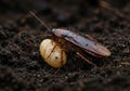 Cockroach carrying its egg sac on the ground Royalty Free Stock Photo