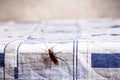 Cockroach climbing on a clean bed, bug problems at home, copy space