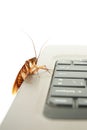 Cockroach climbing on keyboard