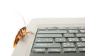 Cockroach climbing on keyboard